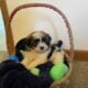 Shih Tzu puppies