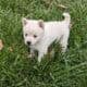Snowflake and Snowball