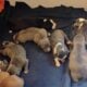 American Staffordshire bull terrier puppies availa