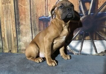 Dogue de Bordeaux French Mastiff female 12 weeks