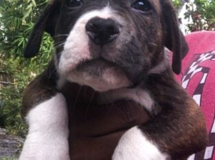Puppies ready for a good home