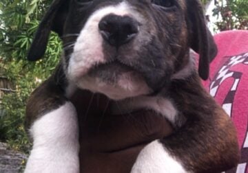 Puppies ready for a good home