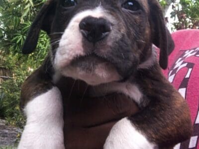 Puppies ready for a good home