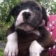 Puppies ready for a good home