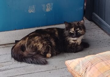 Sweet Mama needs a home