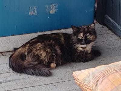 Sweet Mama needs a home