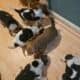 Female Beagle Puppies