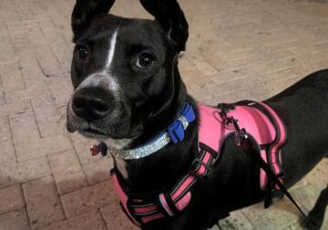 Great mid sized 10 mth old Dog