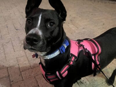 Great mid sized 10 mth old Dog