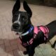 Great mid sized 10 mth old Dog