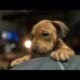 American Pitbull puppies