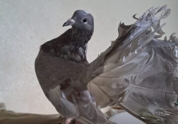 Beautiful young female fantail pigeon