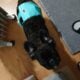 YAHanah – 6 mo Fluffy Frenchie