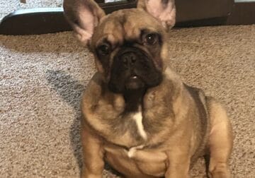 Frenchie Female