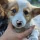 Pembroke Welsh Corgi