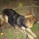 Purebred Female German Shepherd
