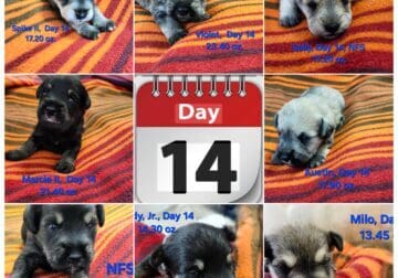 Schnoodles Puppies available after 6/17/2025
