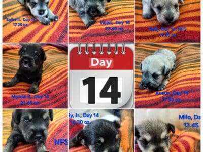 Schnoodles Puppies available after 6/17/2025