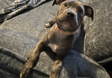15 wk old Blue Pitbull