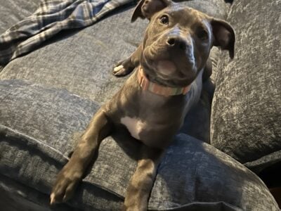 15 wk old Blue Pitbull
