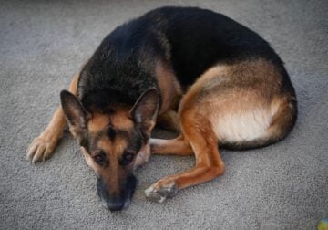 AKC German Shepherd Stud
