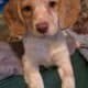 Brittany spaniel pups