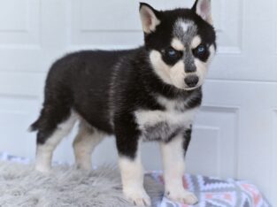 German Shepherd-Husky Holmesville OH Austin