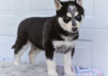 German Shepherd-Husky Holmesville OH Austin