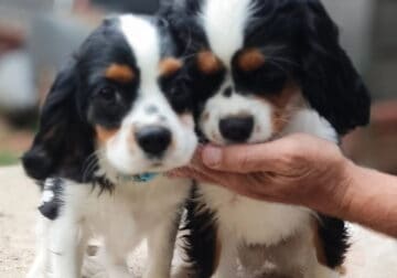 Cavalier