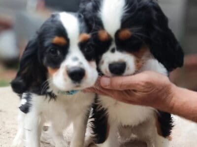 Cavalier