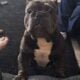 Stud Frenchbulldog