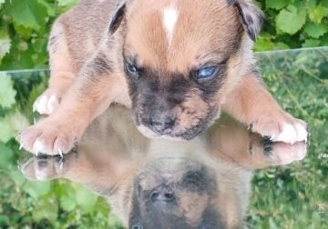 American pocket bullies 1200 to 1500