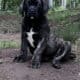 FEMALES -10 weeks – RE-HOME FEE