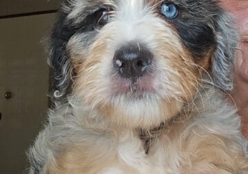 Mini Multi Generation Bernadoodle puppies