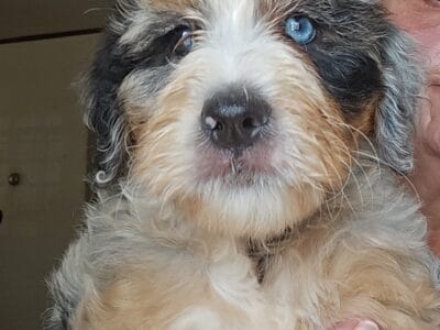 Mini Multi Generation Bernadoodle puppies