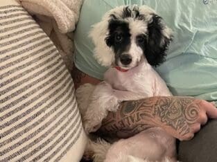 14 wk Female Mini Bernedoodle