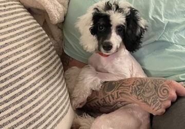 14 wk Female Mini Bernedoodle