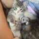 I have 3 kittens that need a great home.