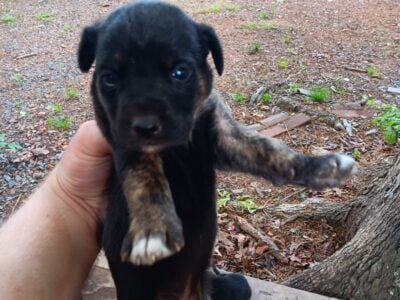 Puppies