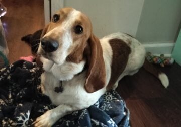 Bassett Hound for sale