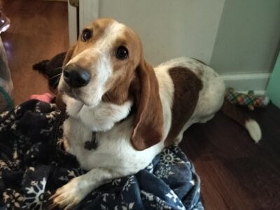 Bassett Hound for sale
