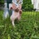 Canadian Sphynx odd eye
