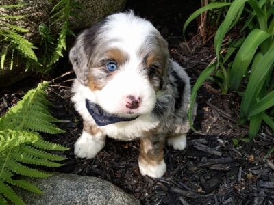 Mini Bernedoodle puppy Mason