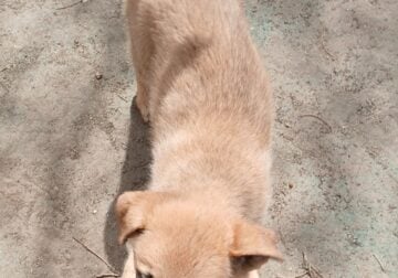 German shepard cross