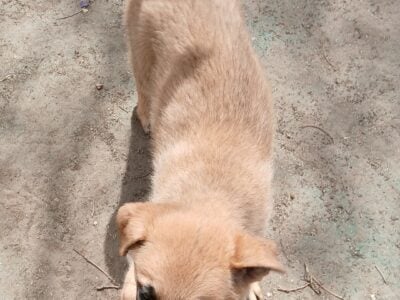German shepard cross