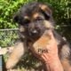 Puppies for sale