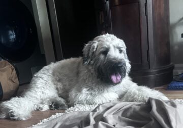 Soft Coated Wheaten Adult for Sale