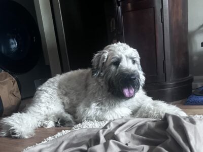 Soft Coated Wheaten Adult for Sale