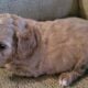 Cavapoo f1b