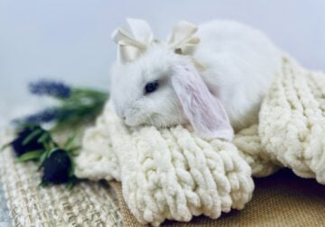 Purebred holland lops